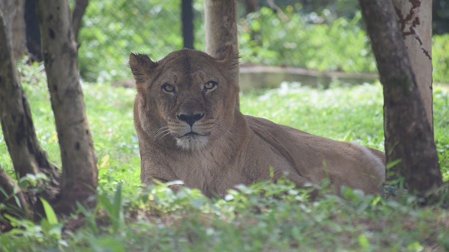 <div class="paragraphs"><p> Female lion Nirupama housed at Kittur Rani Channamma Mini Zoo at Bhutaramanahatti village in Belagavi taluk.</p></div>