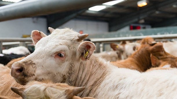 <div class="paragraphs"><p>Cows in a slaughterhouse. (Image for representation)</p></div>