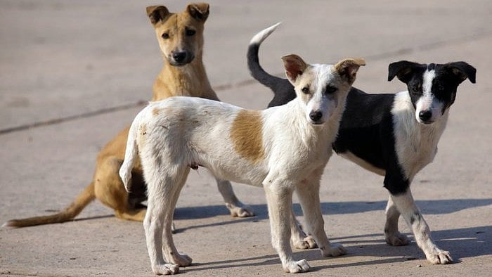 Experts Advocate for Community Dog Management Beyond Adoption in Bengaluru