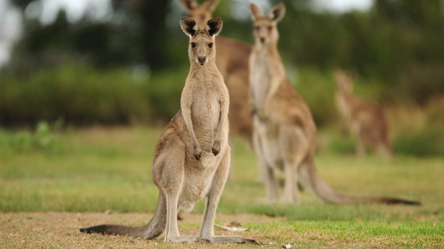 <div class="paragraphs"><p>In this study, the researchers tracked how lab cultures of kangaroo eggs and sperm developed over time.</p></div>