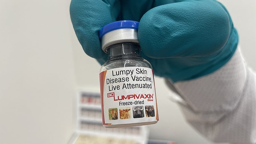 <div class="paragraphs"><p>The soon-to-be-launched Biolumpivaxin is the world's only marker vaccine for LSD.</p></div>