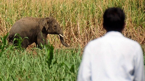 <div class="paragraphs"><p>Elephants are often seen in the Nagarahole-Brahmagiri stretch. </p></div>