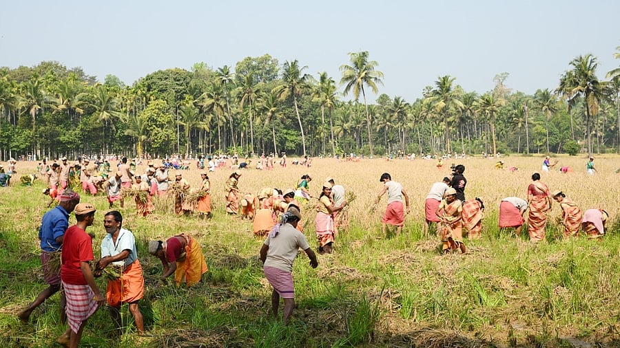 <div class="paragraphs"><p>Volunteers engage in harvesting paddy at Ananthodi in Belalu village of Belthangady taluk.</p></div>