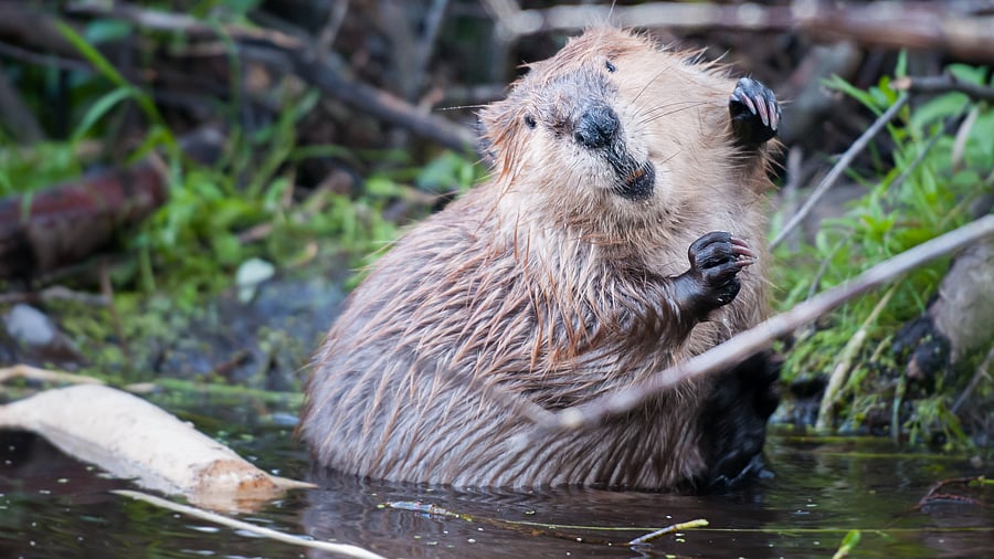 <div class="paragraphs"><p>Beaver</p></div>