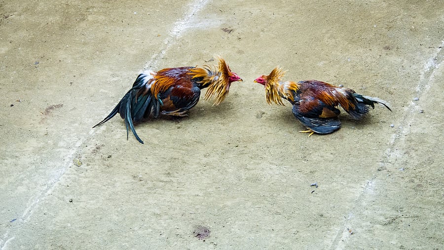 <div class="paragraphs"><p>Cockfighting. Image for representation.</p></div>