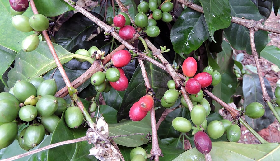 <div class="paragraphs"><p>Cultivation of Arabica coffee has declined in Chikkamagaluru district in last two decades. </p></div>