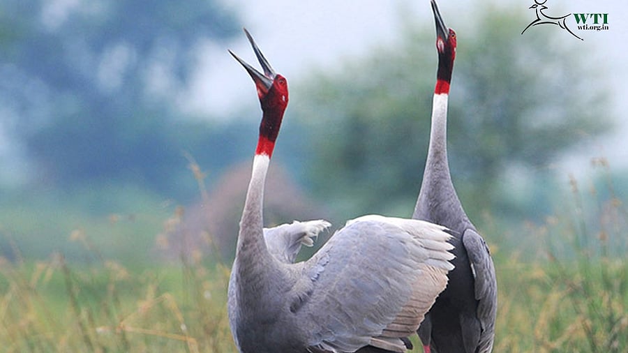 <div class="paragraphs"><p>Sarus cranes</p></div>