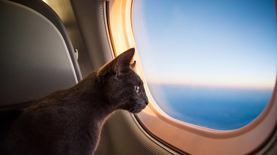 <div class="paragraphs"><p>The plane was scheduled to fly from Rome to Germany but its plans were derailed due to the feline. (Representative image)</p></div>