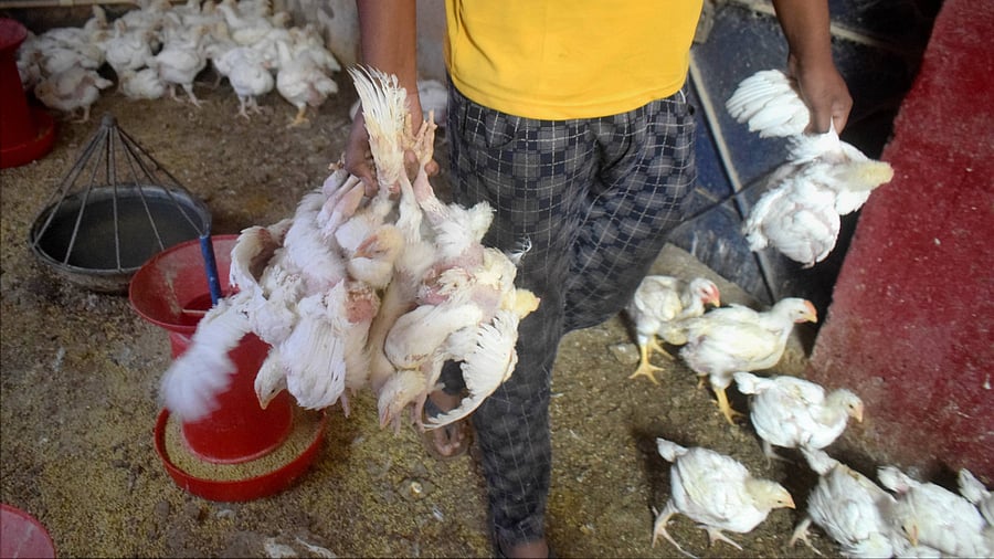 <div class="paragraphs"><p>File Photo: A vendor carries chicken at a livestock market. </p></div>
