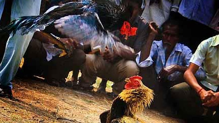 <div class="paragraphs"><p>Cockfights organised in a village. (Image for Representation)</p></div>
