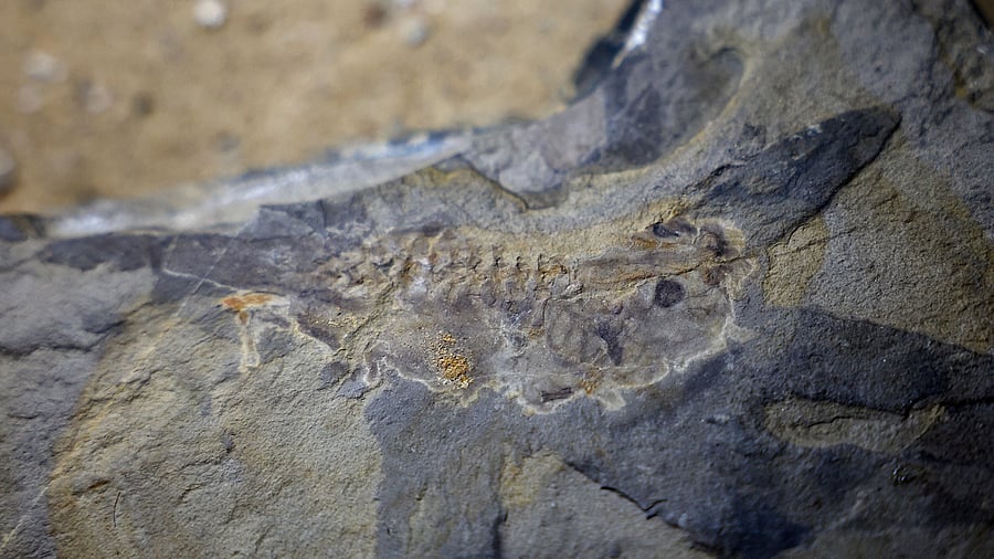 <div class="paragraphs"><p>The fossilised bird Baminornis zhenghensis was discovered in Zhenghe County, Fujian Province. (Representative image)</p></div>