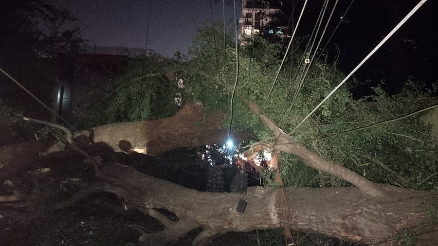 <div class="paragraphs"><p>Tree fall near the Lalbagh Botanical Garden.</p></div>