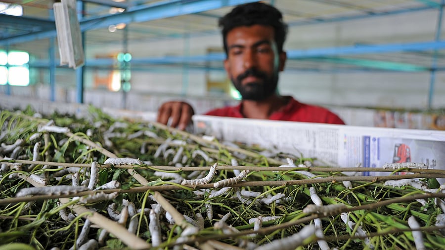 <div class="paragraphs"><p>About 60 lakh people in Karnataka are employed in the silk production ecosystem. In pic, a farmer in Bengaluru Rural district checks on silkworm larvae. </p></div>
