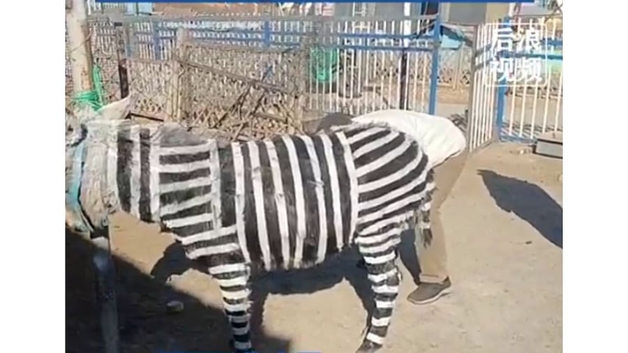<div class="paragraphs"><p>A screengrab from the video showing a donkey painted as a zebra</p></div>