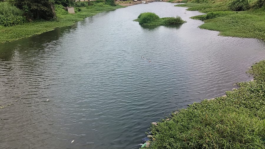 <div class="paragraphs"><p>A view of the Arkavathi river in Bengaluru. The river runs along the city’s outskirts before flowing into Ramanagara district and eventually merging with the Cauvery river. </p></div>