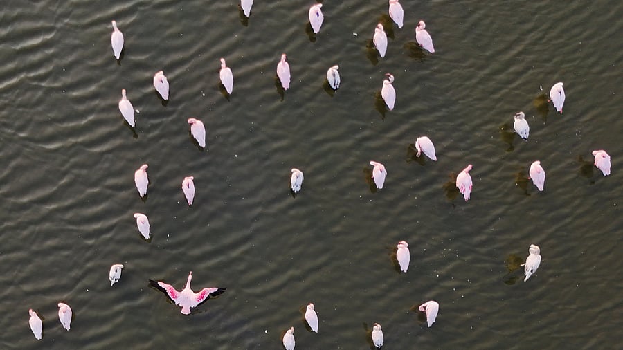 <div class="paragraphs"><p>Flamingos seen on lake at Nerul in Navi Mumbai</p></div>