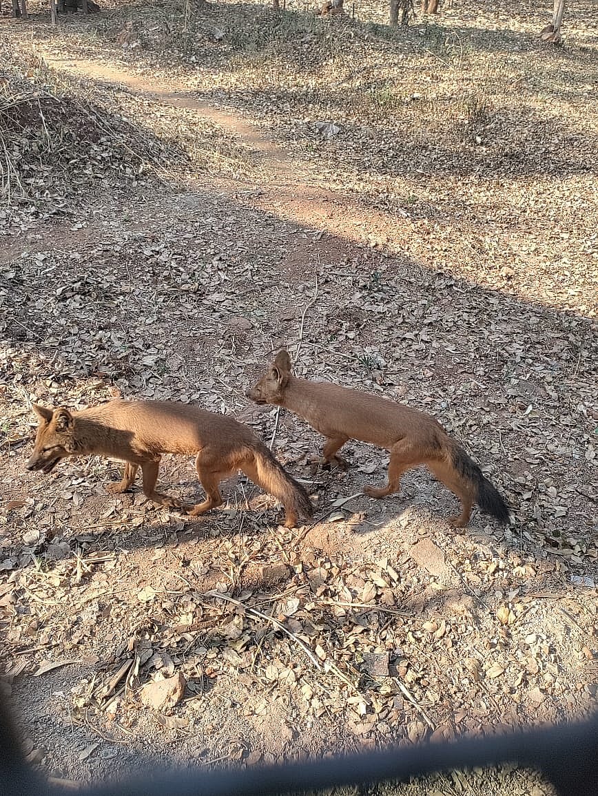<div class="paragraphs"><p>Dholes walk in an enclosure at the Tyavarekoppa Zoo near Shivamogga. </p></div>