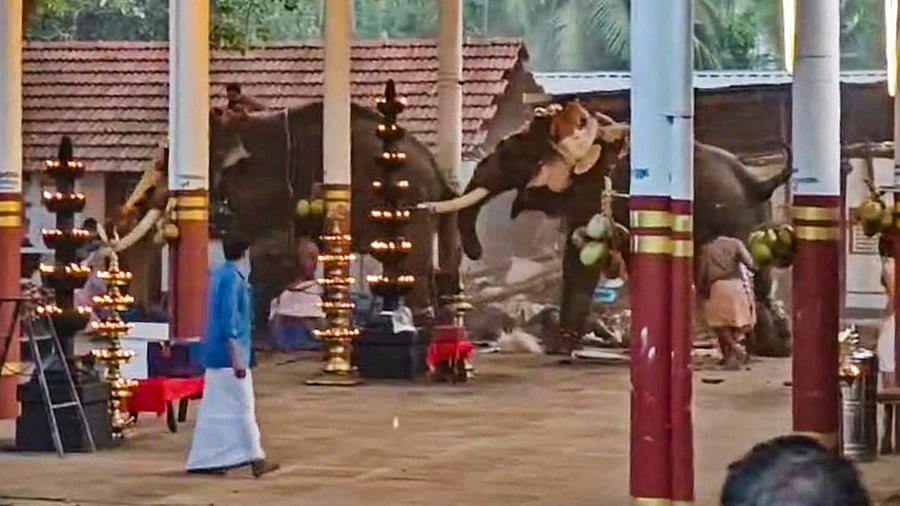 <div class="paragraphs"><p>The elephants that went berserk during a temple festival at Manakkulangara Bhagavathi Temple, at Koyilandy in Kozhikode district, Kerala, Thursday, Feb. 13, 2025.</p></div>