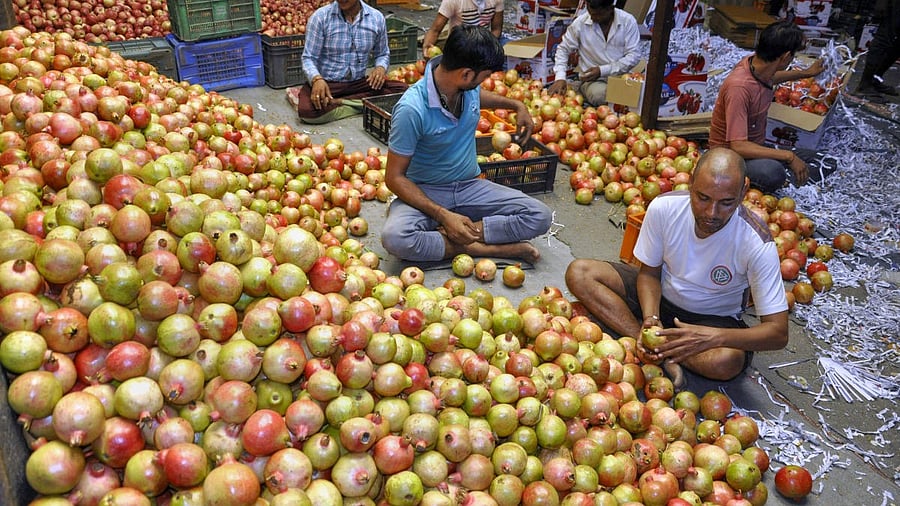 <div class="paragraphs"><p>Vendors pack pomegranates at Bhuntar fruit market in Kullu district. (Image for representation)&nbsp;</p></div>