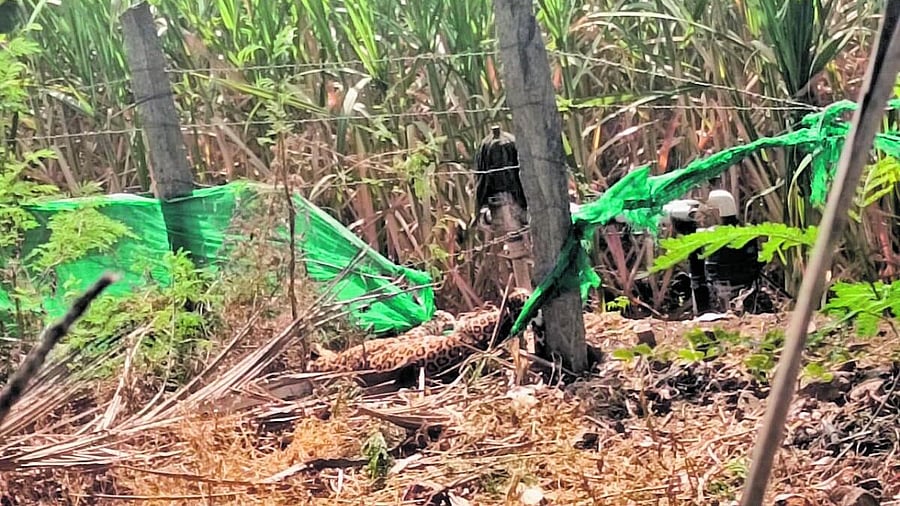 <div class="paragraphs"><p>A leopard that was caught in a snare at Rampura village, Nanjangud taluk</p></div>