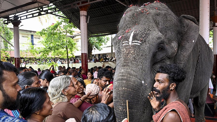 <div class="paragraphs"><p> Devotees in Kerala take part in a 'Aanayoottu' (feeding of elephants) ceremony</p></div>
