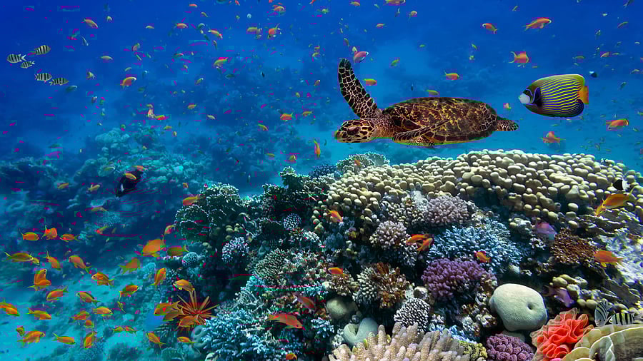 <div class="paragraphs"><p>Earth’s palette isn’t static. Climate change, habitat loss, and human influence are altering the selective pressures on colouration, potentially reshaping the visual landscape of the future. (Representative image)</p></div>