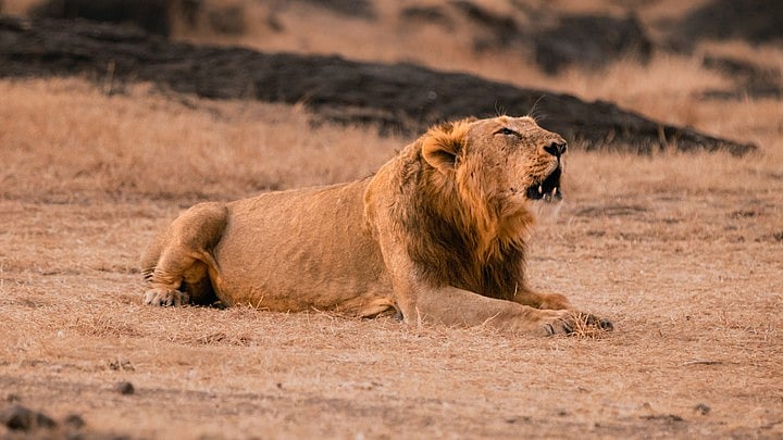 <div class="paragraphs"><p>Representative image of a lion.</p></div>