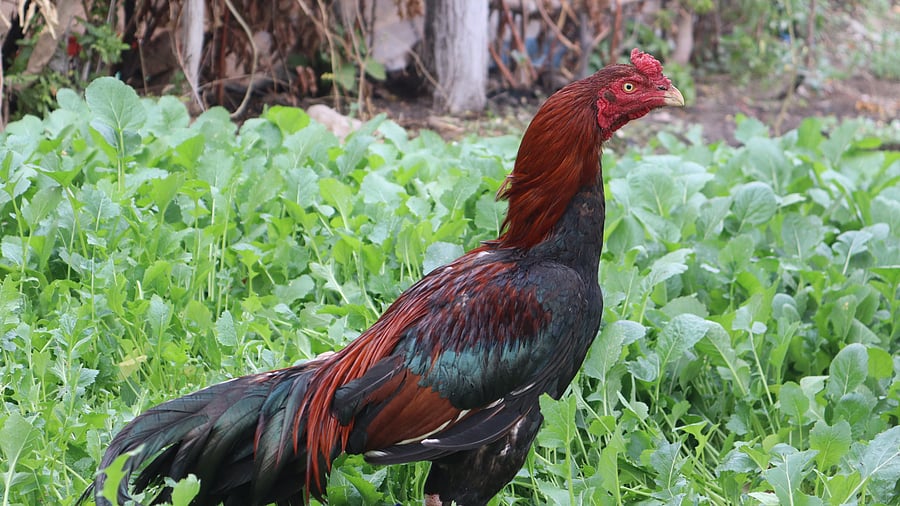 <div class="paragraphs"><p>Rooster. Representative purpose</p></div>