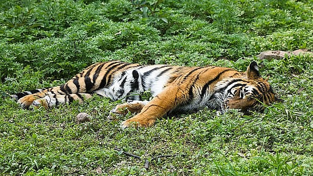 <div class="paragraphs"><p>Image of a dead tiger (for representation).</p></div>