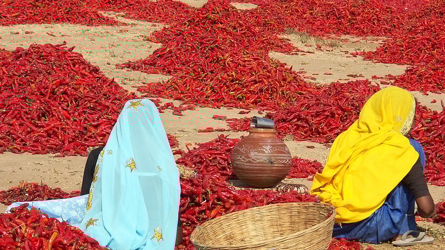 <div class="paragraphs"><p>Representative image of red chilli farmers.</p></div>