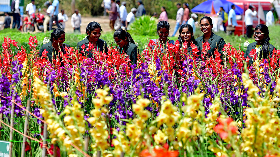 <div class="paragraphs"><p>Visitors at the 2024 edition of the National Horticulture Fair. </p></div>
