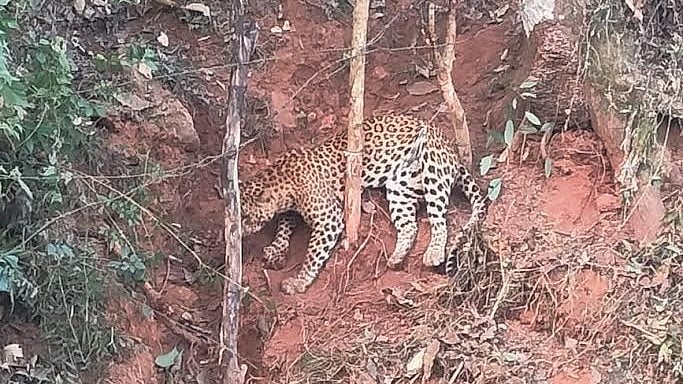<div class="paragraphs"><p>Leopard that was caught in a trap at Balur in Mudigere. </p></div>
