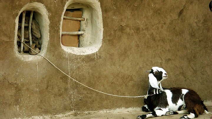 <div class="paragraphs"><p>Representative image of a goat. </p></div>