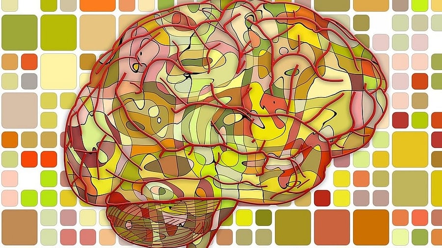 <div class="paragraphs"><p>Representative image showing a brain</p></div>