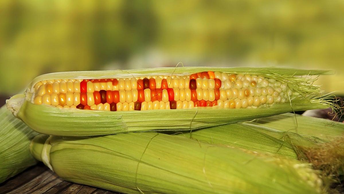 GMO rules: Activists oppose Centre's draft proposals