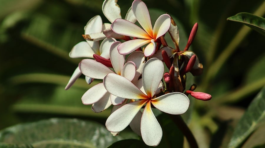 <div class="paragraphs"><p>Ketaki flowers.</p></div>