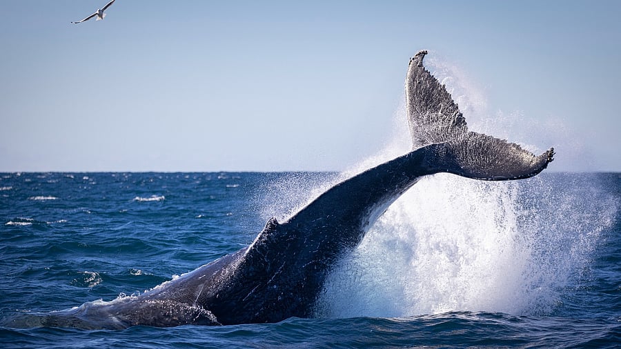 <div class="paragraphs"><p>Image showing a whale.</p></div>