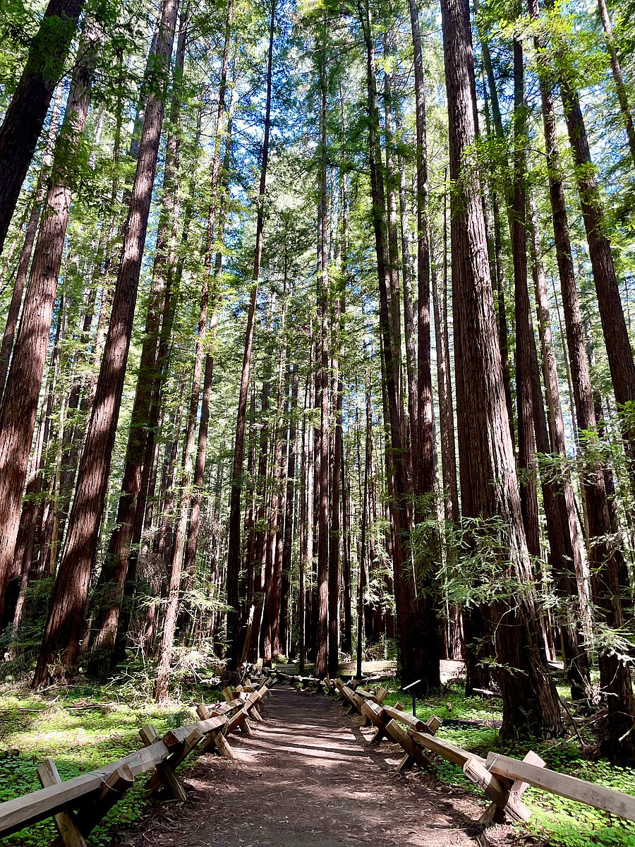 <div class="paragraphs"><p>The Armstrong Redwoods State Natural Reserve in Sonoma County, California.&nbsp;</p></div>