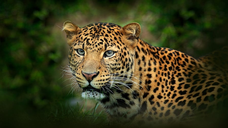 <div class="paragraphs"><p>Leopard.</p></div>