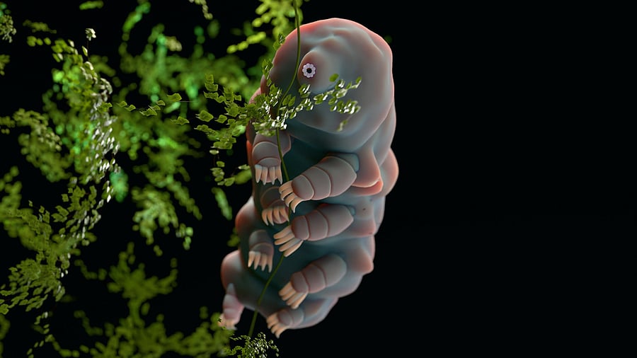 <div class="paragraphs"><p>Tardigrade representative image.</p></div>