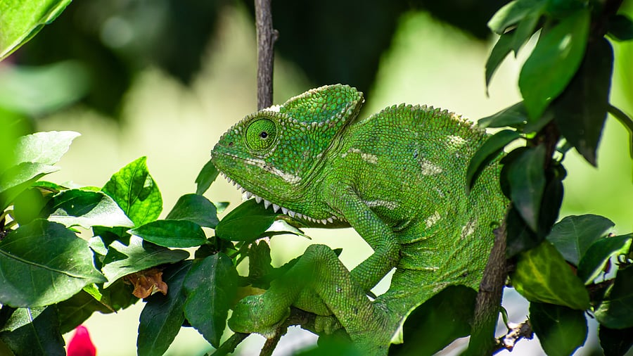 <div class="paragraphs"><p>Representative image showing Chameleon</p></div>