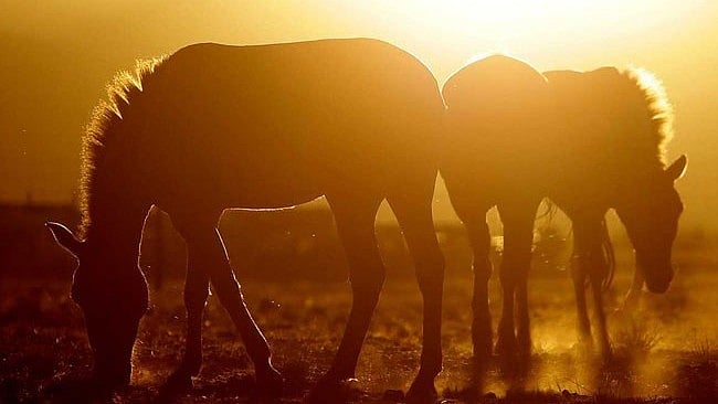 <div class="paragraphs"><p>Human-driven activities, including climate change, could be affecting body clocks of mammals.&nbsp;</p></div>