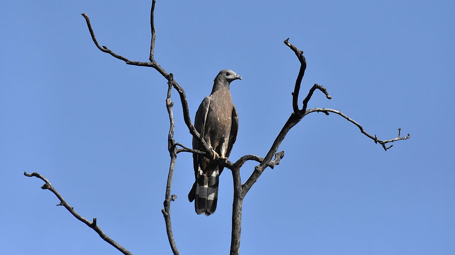 Oriental honey buzzard.