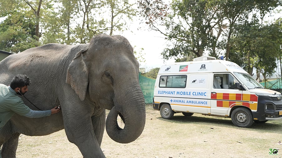 <div class="paragraphs"><p>Mobile clinic for captive elephants in Assam.&nbsp;</p></div>