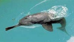 <div class="paragraphs"><p>A Gangetic river Dolphin. </p></div>