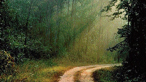 <div class="paragraphs"><p>The Kanha-Kisli forest in Madhya Pradesh</p></div>