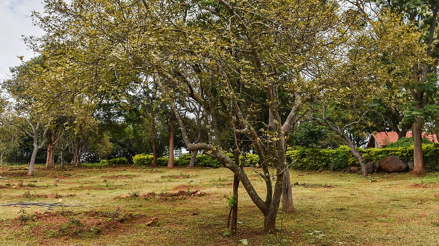 <div class="paragraphs"><p>Tataguni Estate.</p></div>