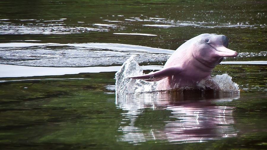 <div class="paragraphs"><p>File photo of river dolphin</p></div>