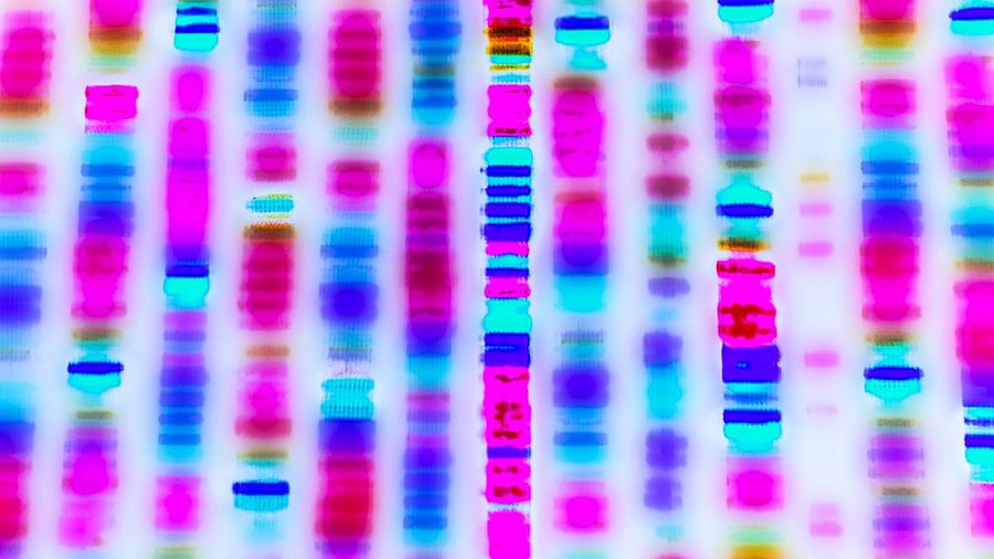 <div class="paragraphs"><p>Genetic sequencing Representative image. </p></div>