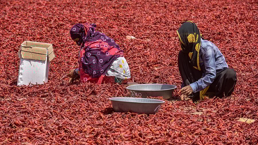 <div class="paragraphs"><p>Workers remove stalks from chilli peppers at a farm.</p></div>